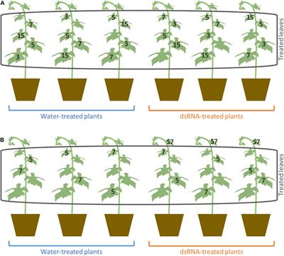 RNAi of a Putative Grapevine Susceptibility Gene as a Possible Downy Mildew Control Strategy